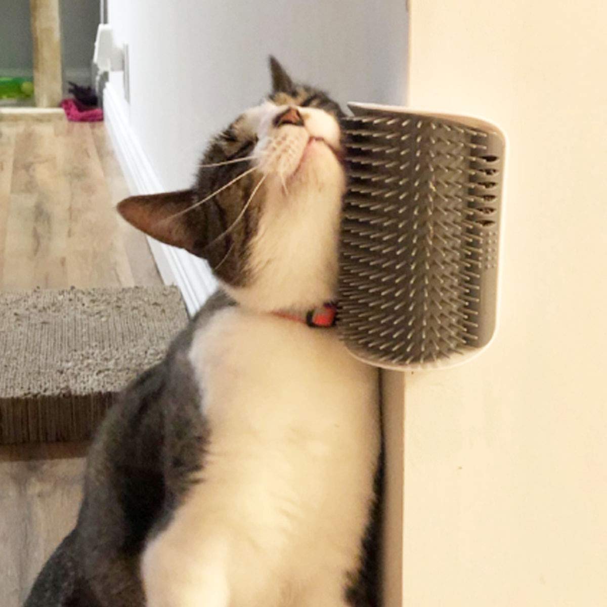 Give your cat a fun, relaxing grooming experience
