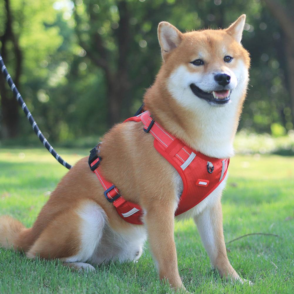 Stress-free walks start with the right dog harness